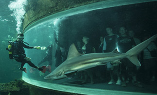 Naissance exceptionnelle d'un requin léopard à l'aquarium de Lyon