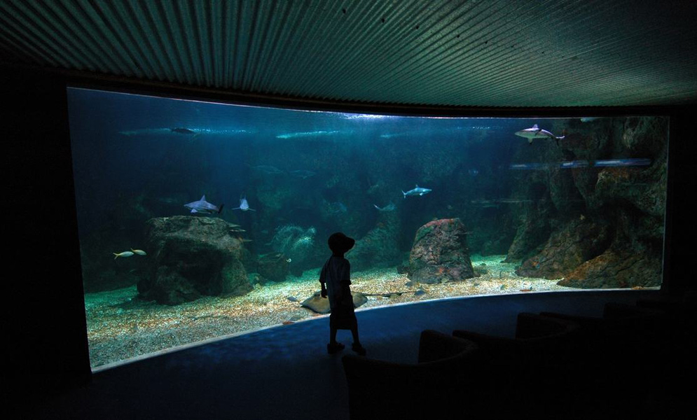 Aquarium-Guadeloupe001