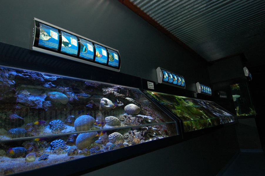 Aquarium-Guadeloupe003
