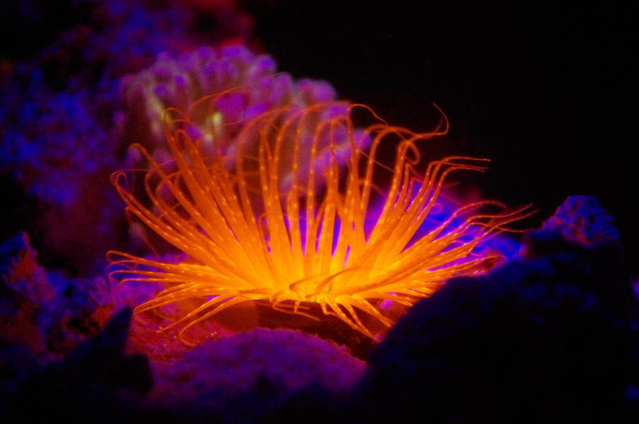 aquarium-lyon-fluorescence