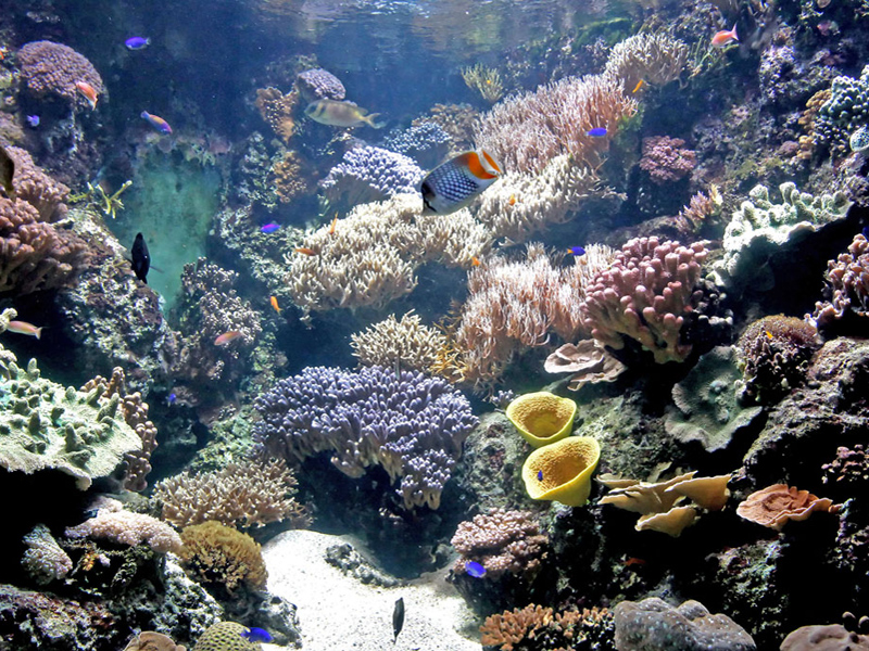 barriere-de-corail(c)aquarium-larochelle