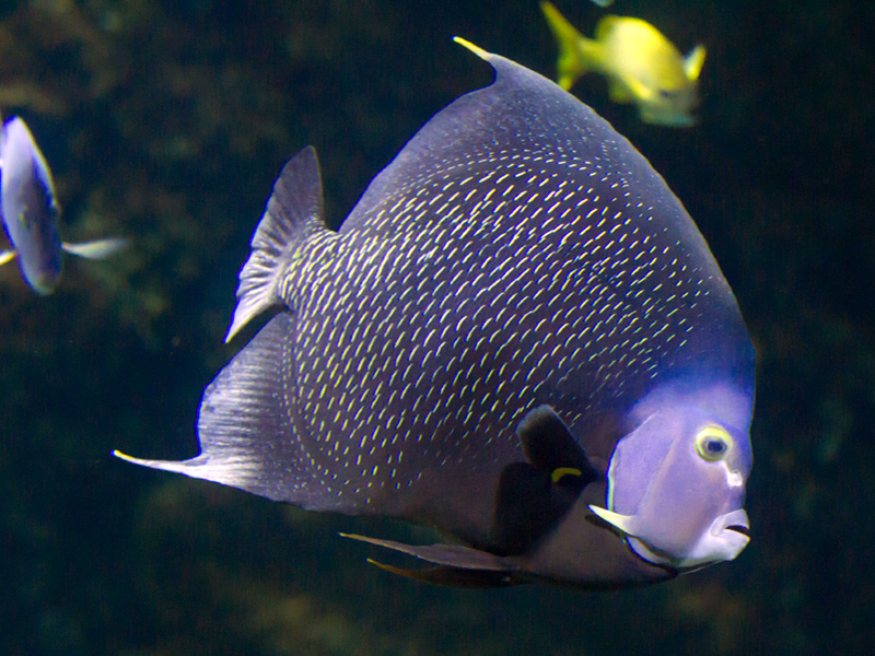 poisson-ange-francais(c)FALM-aquarium-larochelle