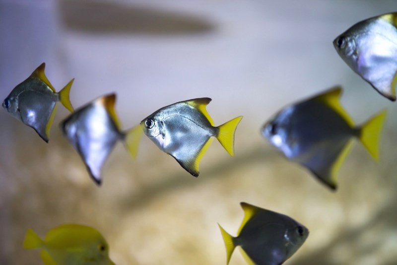 Silver moonfish in an aquarium
