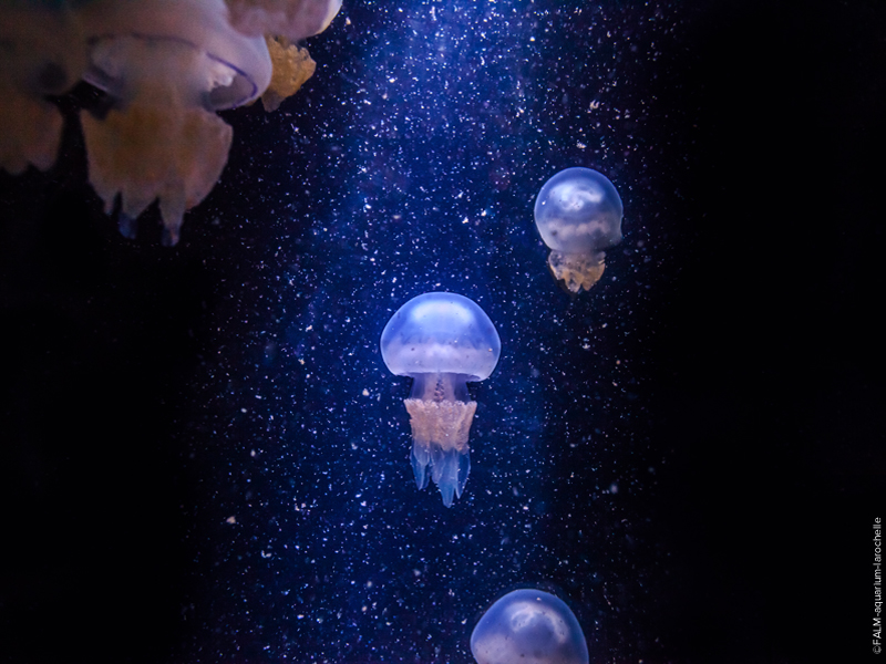 meduses(c)FALM-aquarium-larochelle