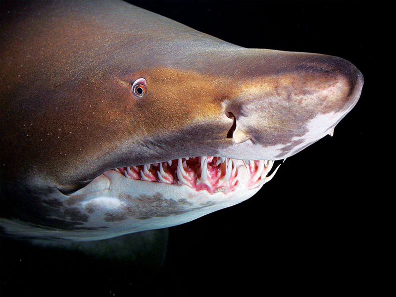 requin-taureau la rochelle (c)lanceau-aquarium-larochelle