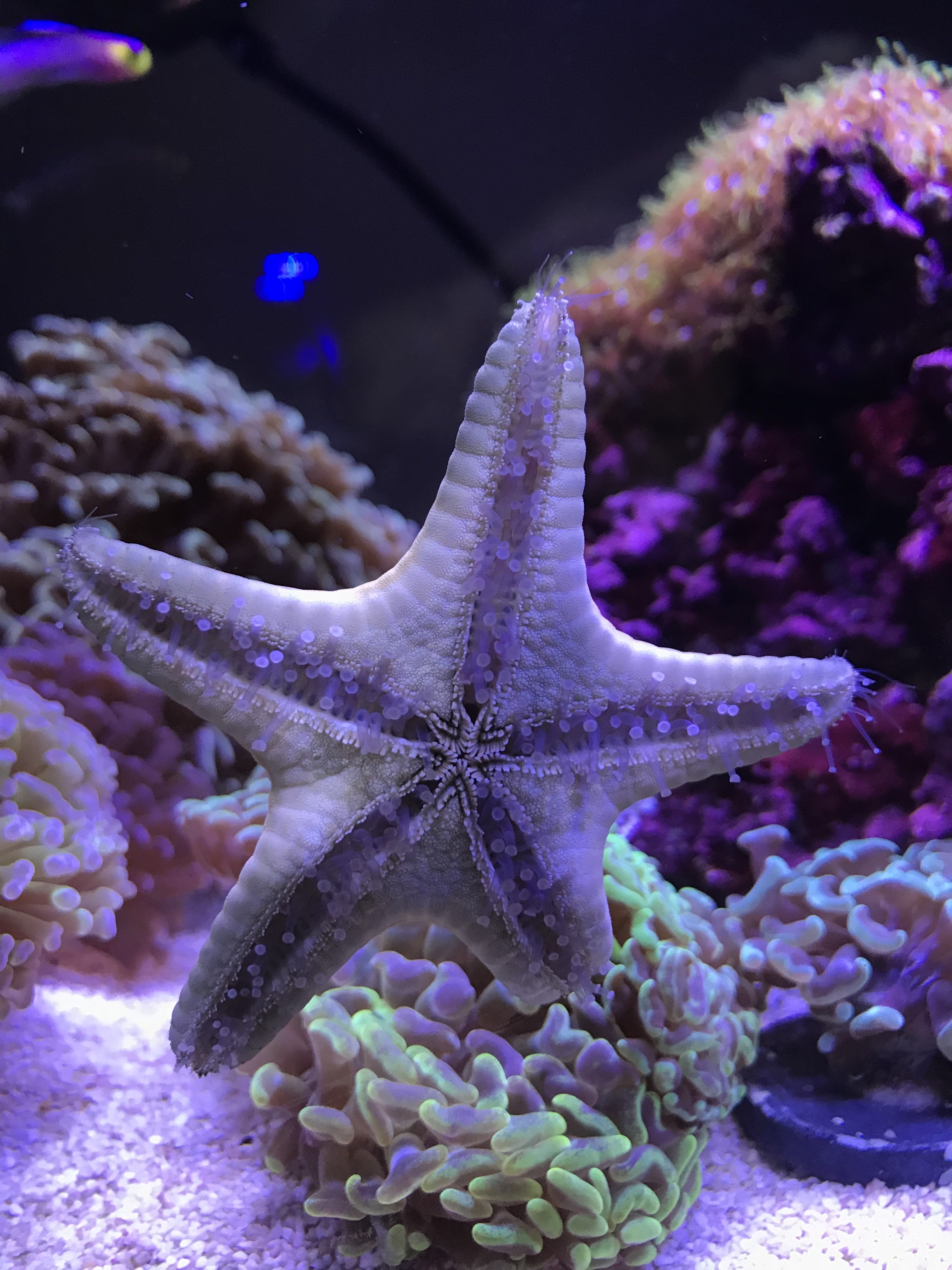 étoile avec corail