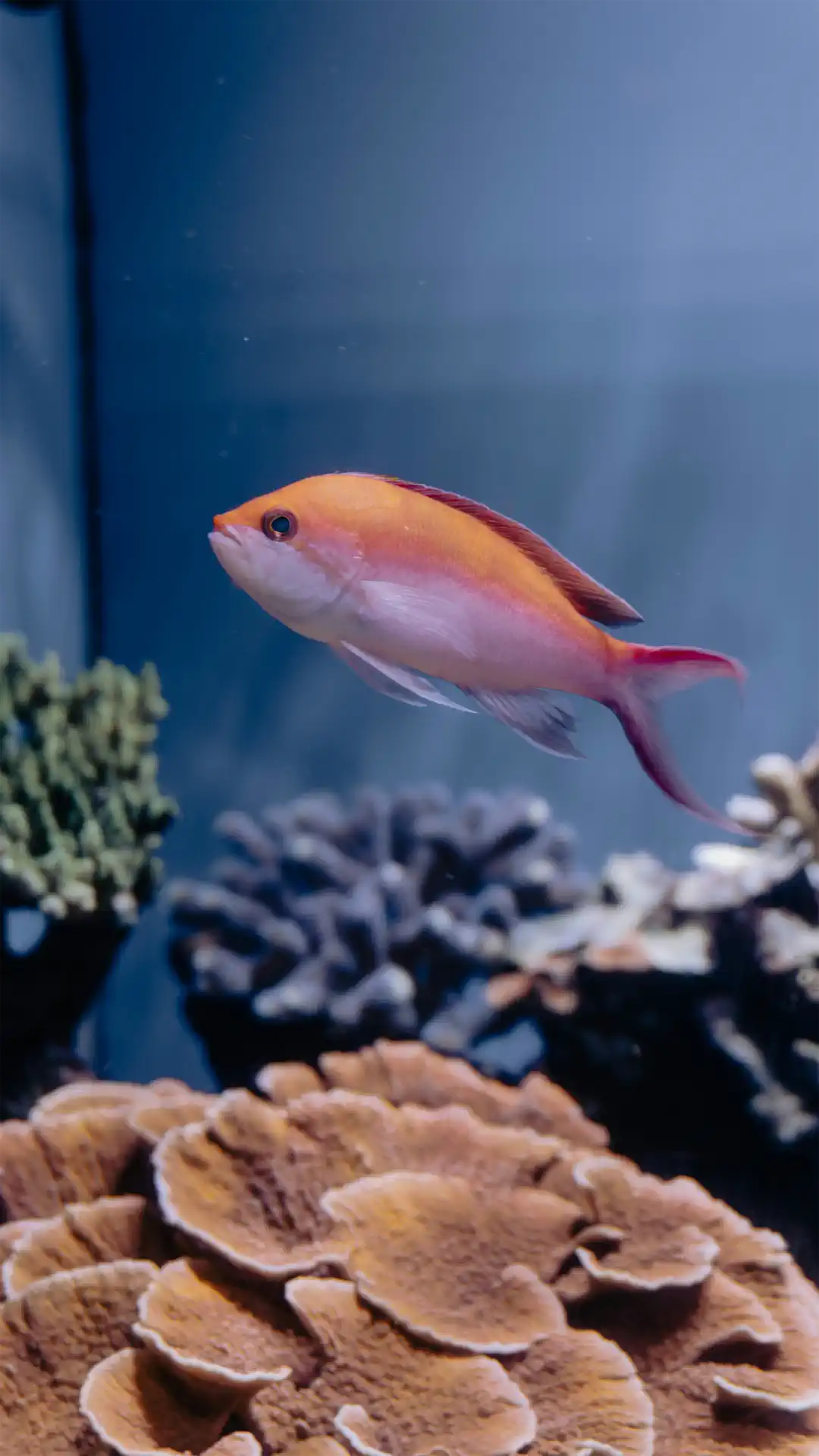 anthias anthias