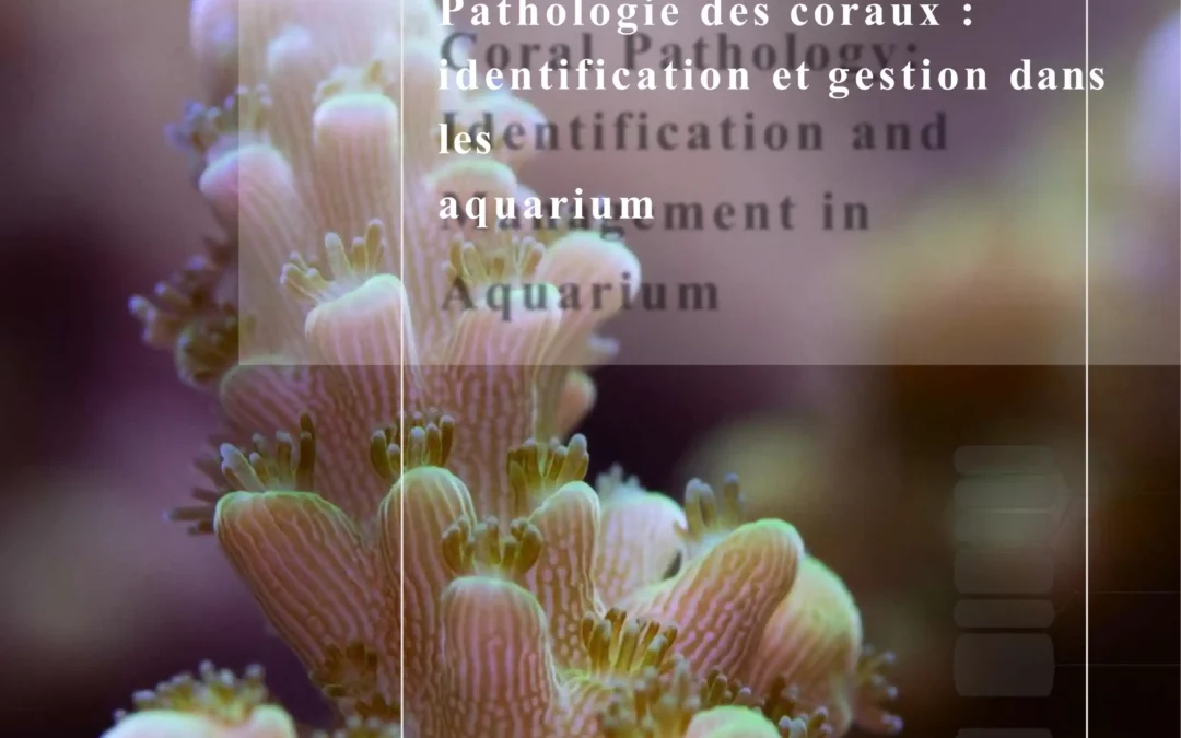 Pathologies des coraux : identification et gestion dans les aquariums