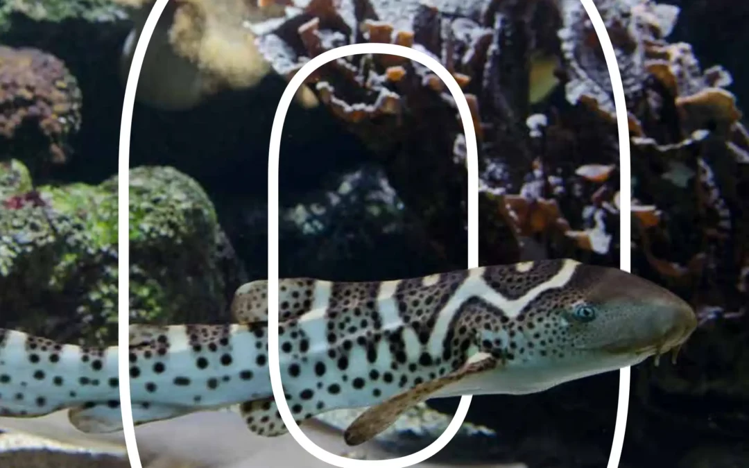 Océanopolis – Rapport d&rsquo;activité – Conservation et recherche – 2023/2024