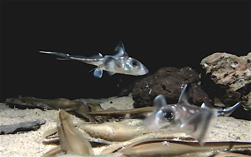 Conditions d’élevage et de reproduction de la chimère du Pacifique Hydrolagus colliei en aquarium