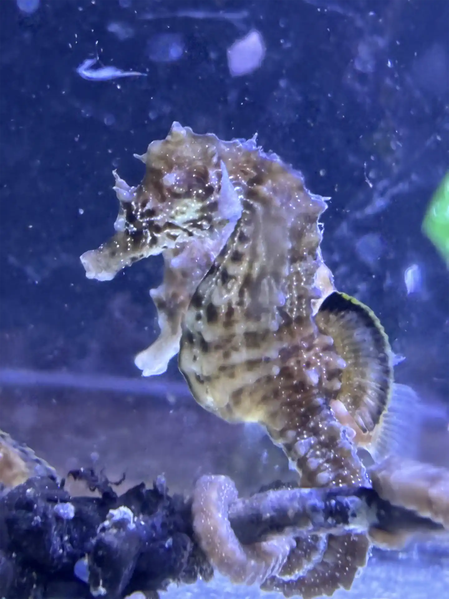 hippocampes maréis