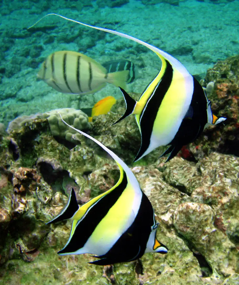 zanclus cornutus