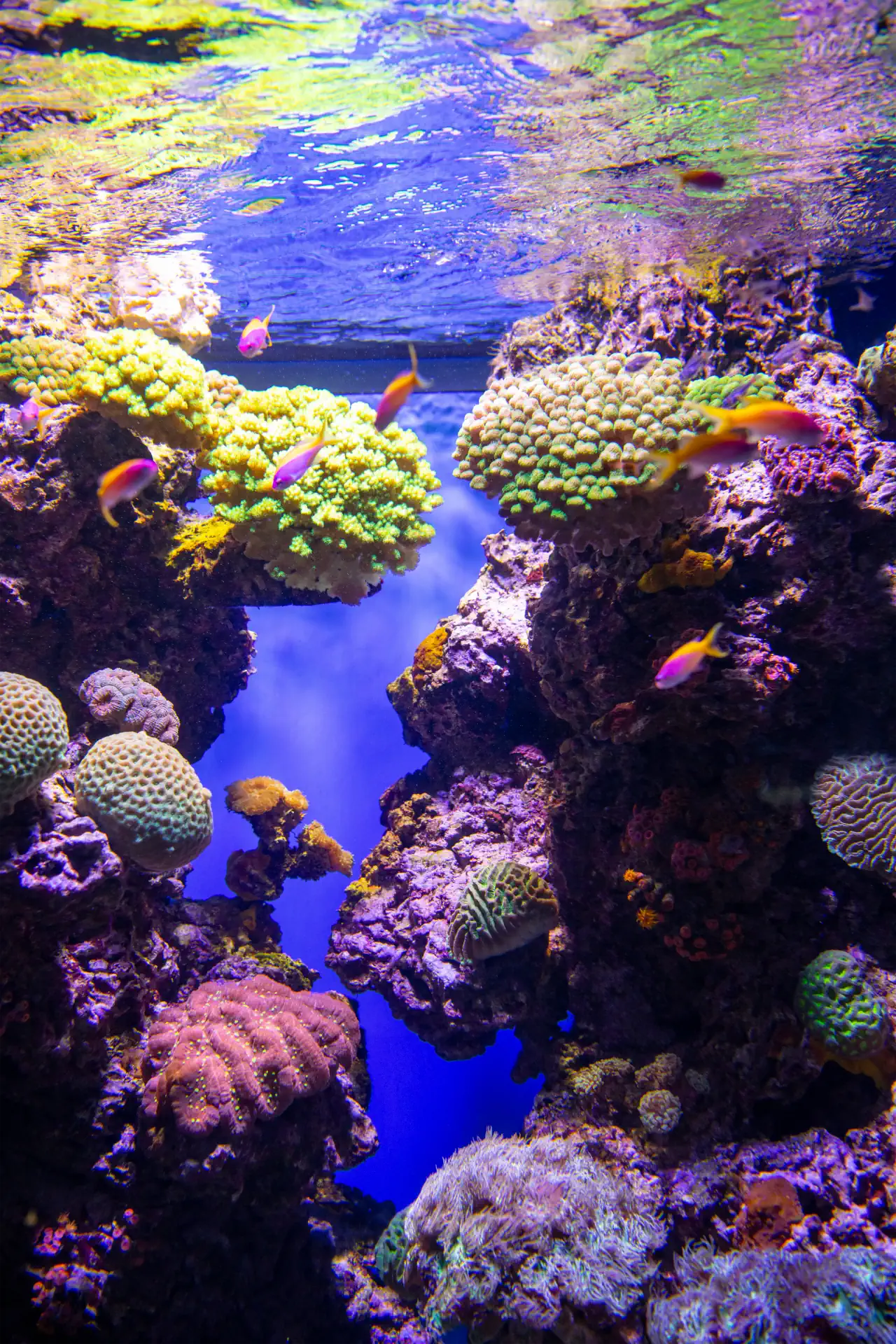 bassin-recifal-monaco aquarium de Monaco bassin récifal