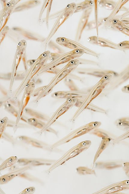larves de poisson